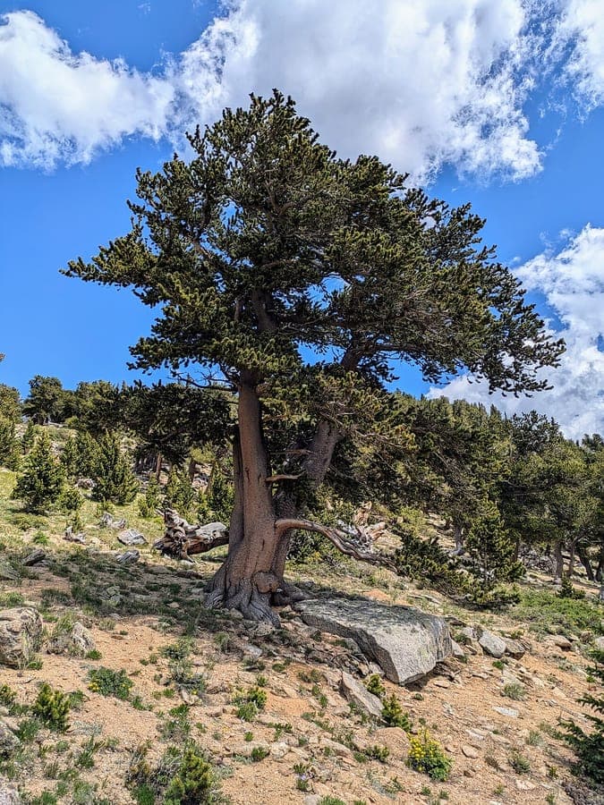 Rocky Mountain bristlecone pine with dense, compact growth habit