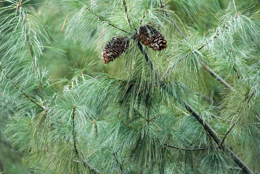 Pinus armandii with slender growth and soft green needles