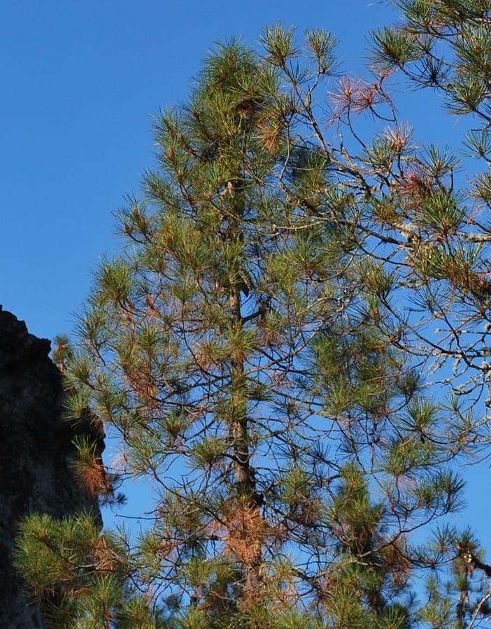 Knobcone pine with dense clusters of small cones and gray-green needles