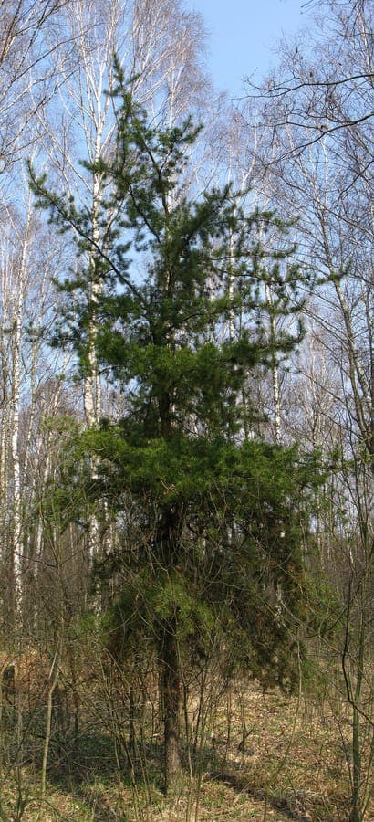 Jack pine in natural habitat with twisted trunk and yellow-green needles