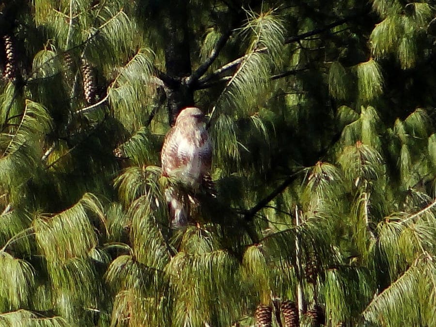 Pinus bhutanica growing as ornamental tree form in mountain setting