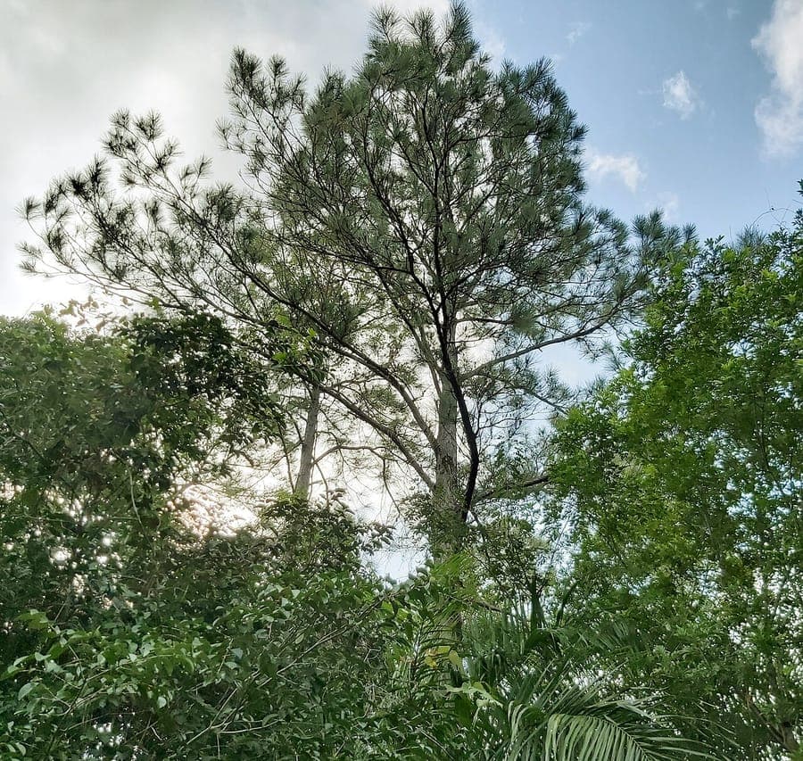 Caribbean pine (Pinus caribaea) with characteristic green needles