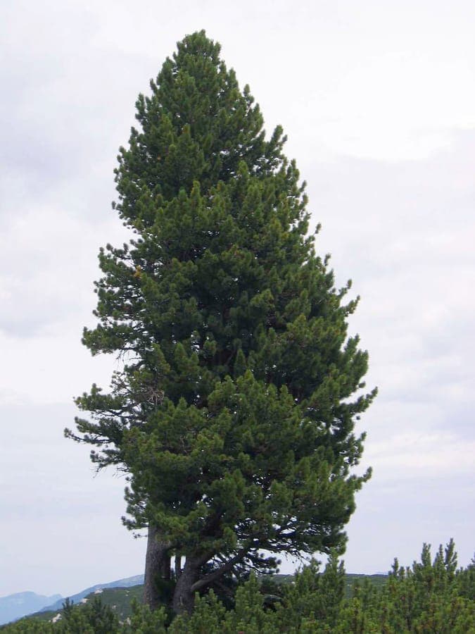 Arolle (Pinus cembra) dans un jardin de montagne, entouré de roches et de plantes couvre-sol