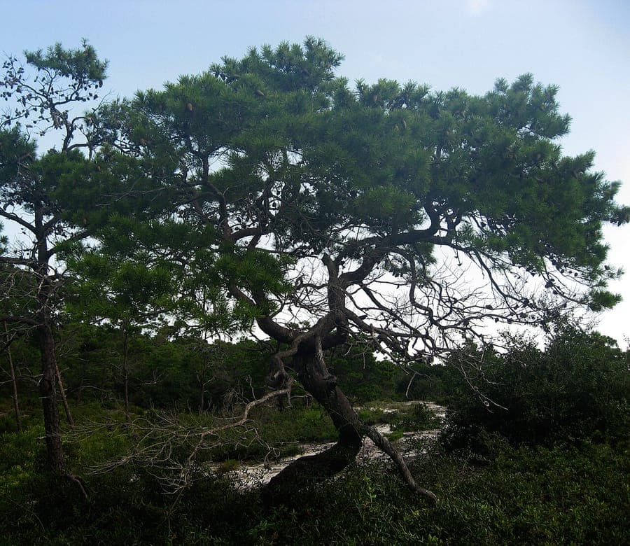 Green needles of Sand pine (Pinus clausa) in detail