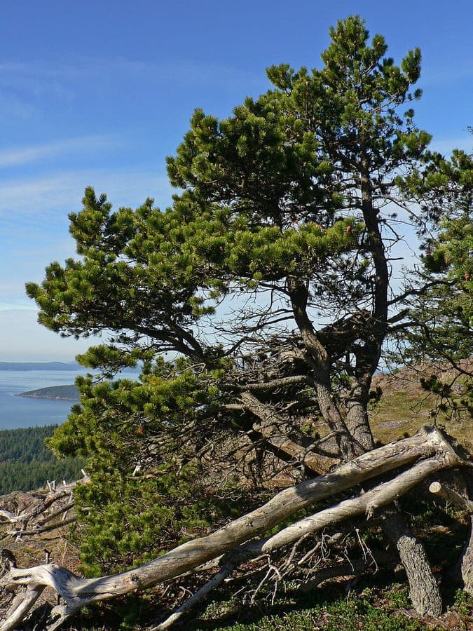 Lodgepole pine (Pinus contorta) growing in full sun with twisted branches and dense needle clusters