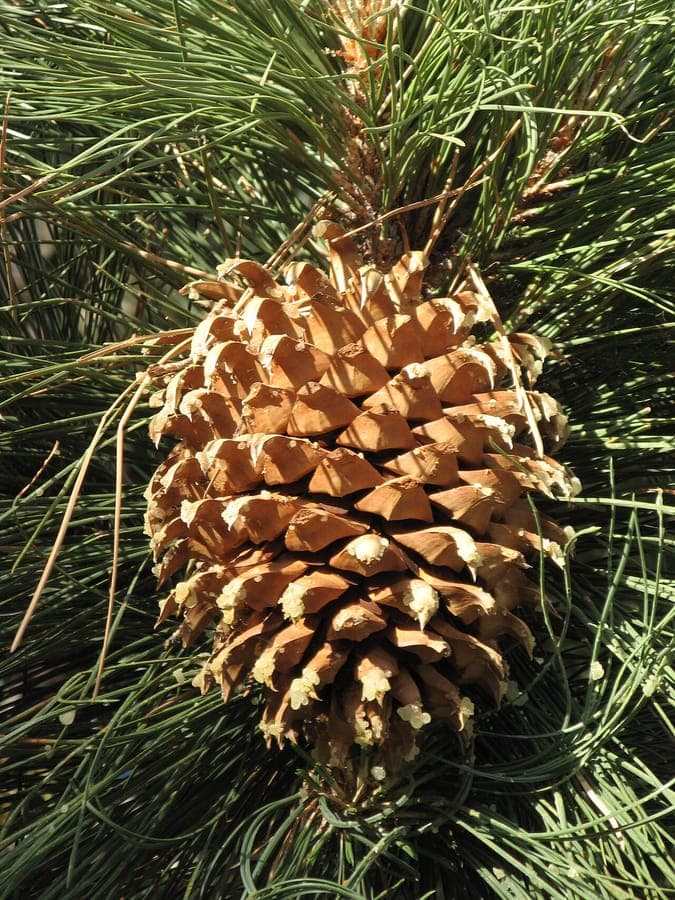 grote kegels van Pinus coulteri