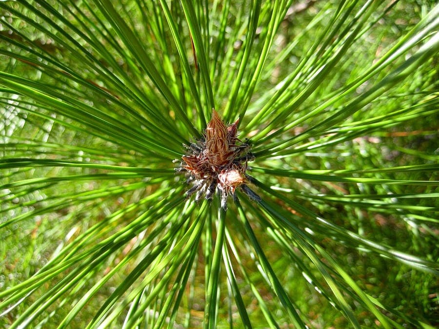 Pinus densata Gaoshan Pine conifer with dense green needles