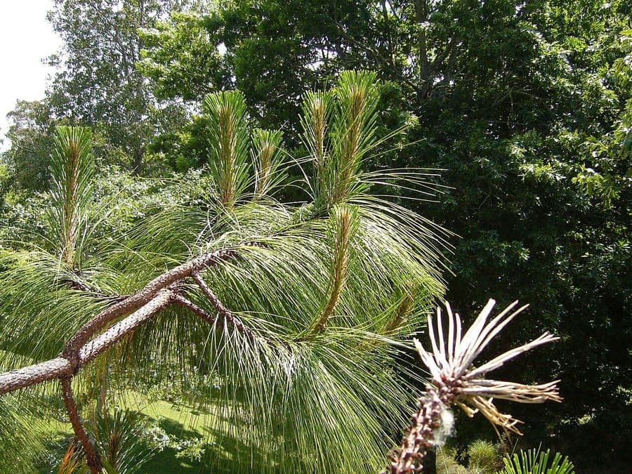 Michoacan pine with long needles and characteristic growth form