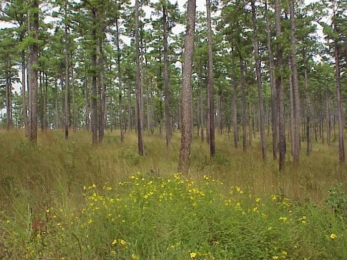 Shortleaf pine (Pinus echinata) displaying characteristic form
