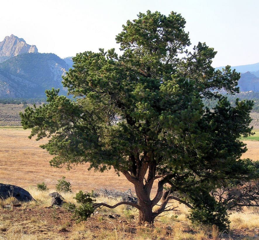 Pinyon pine tree with ripe cones