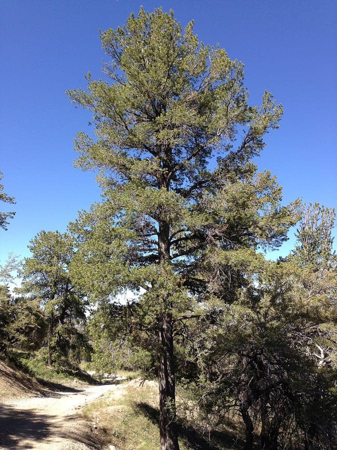 Limber pine (Pinus flexilis) displaying characteristic alpine form
