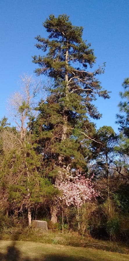 Spruce pine with needle clusters