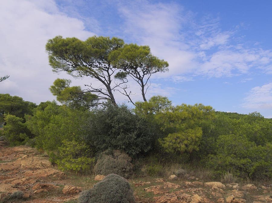 Pin d'Alep (Pinus halepensis) en pleine croissance dans un sol sablonneux avec arrière-plan méditerranéen