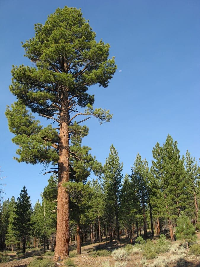 Jeffrey pine with large seed cones and dark green needles