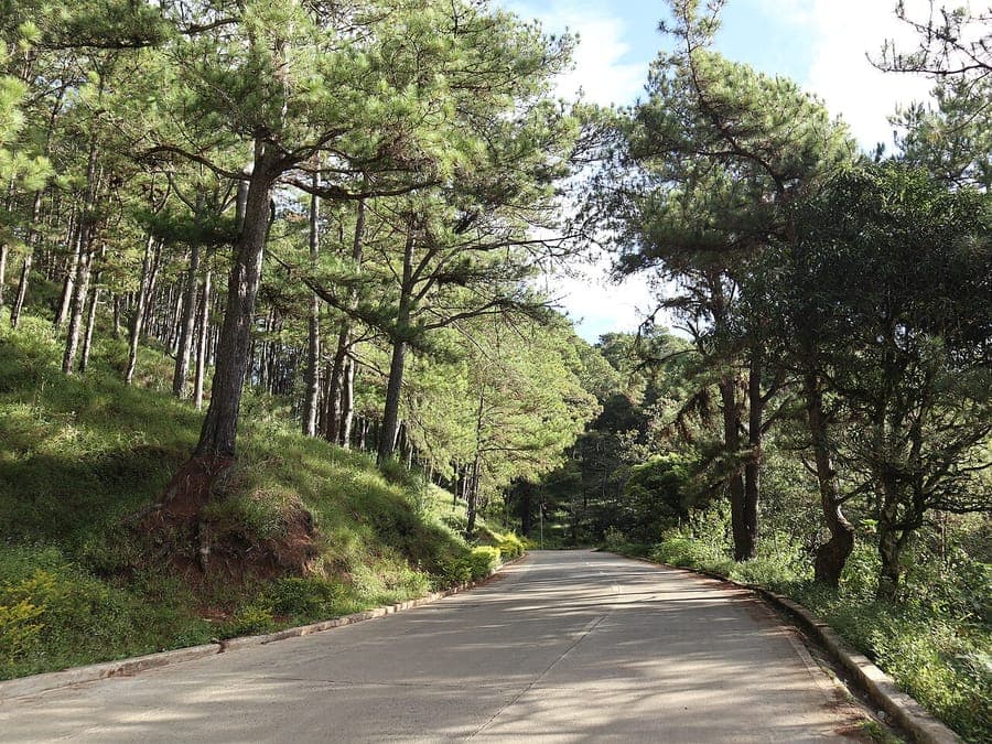 Benguet-Kiefer (Pinus kesiya) Nadeln und Astwerk