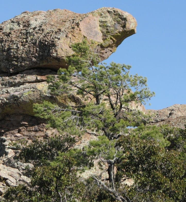 Feine Nadeln von Pinus leiophylla mit charakteristischer Baumstruktur
