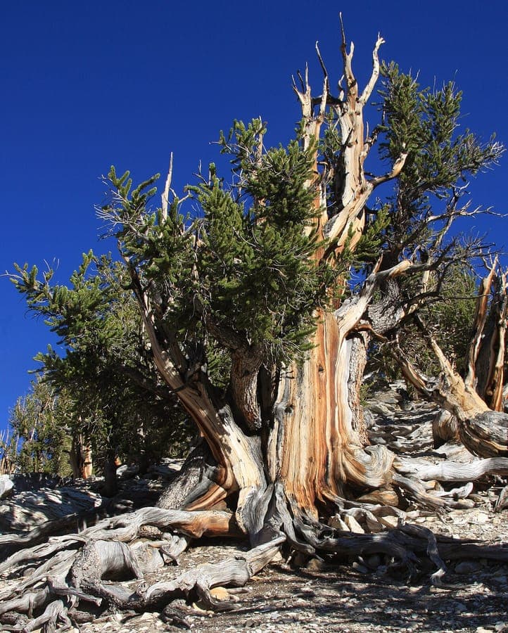 Great Basin Bristlecone Pine takken met naalden