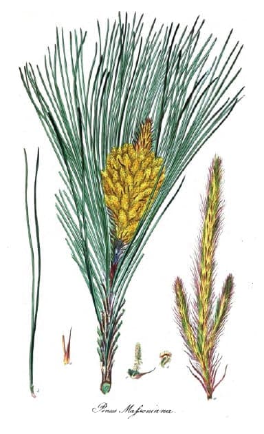 Masson pine tree with needles