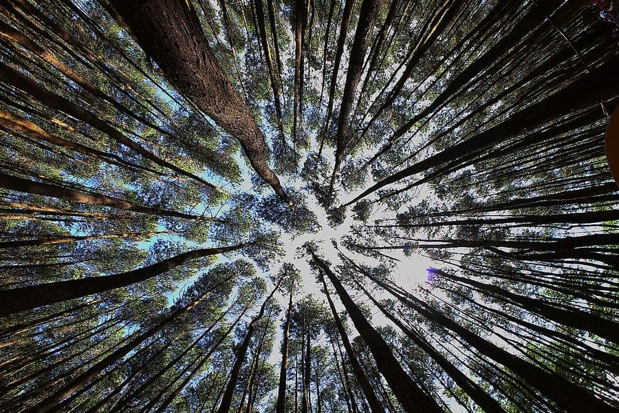 Pin de Merkus (Pinus merkusii) se dressant majestueusement dans un habitat montagneux avec des grappes d'aiguilles caracteristiques
