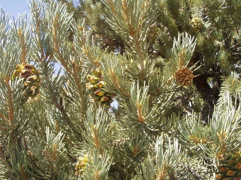 Pinus monophylla showing characteristic gray bark and sparse branching