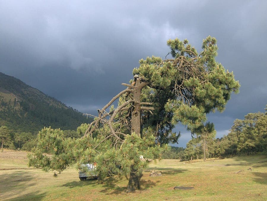 Montezuma pine branches with long needles