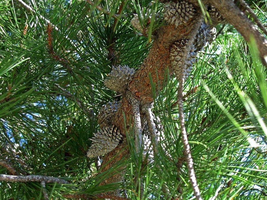 Aiguilles vert fonce et cônes epineux caracteristiques du Pin d'Evêque