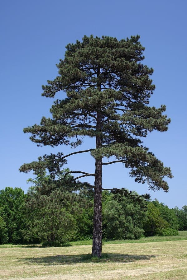 Austrian pine in full growth on a sunny slope, with dark green needles and rugged bark.