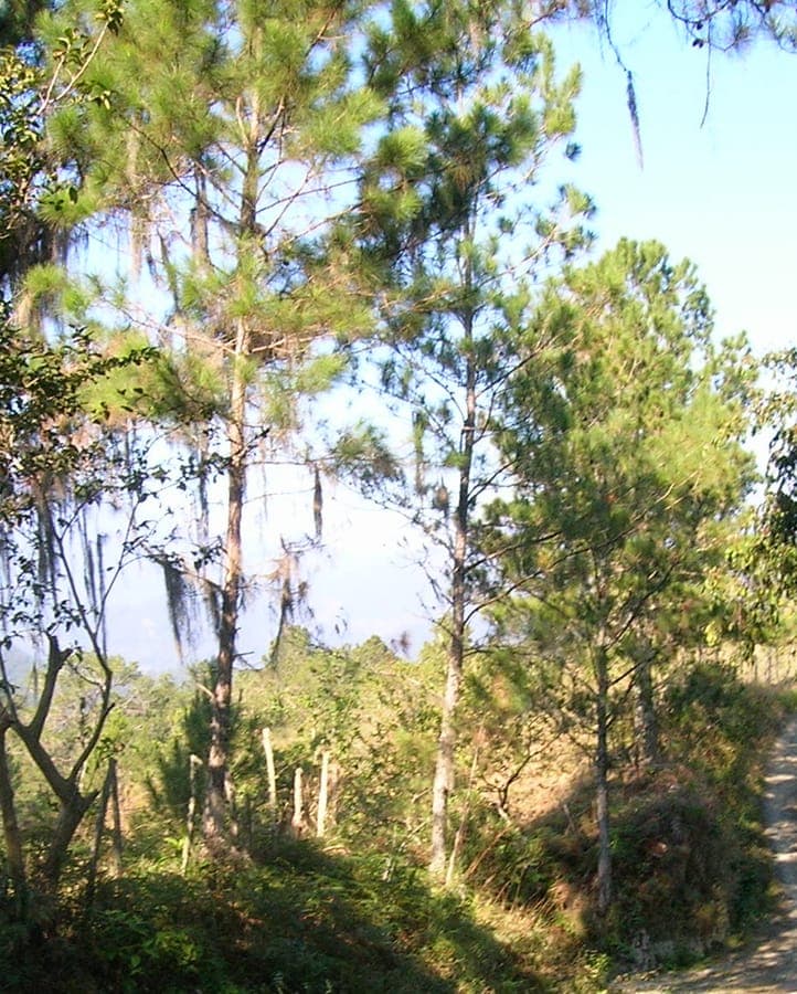 Nadeln der Westindischen Kiefer (Pinus occidentalis)