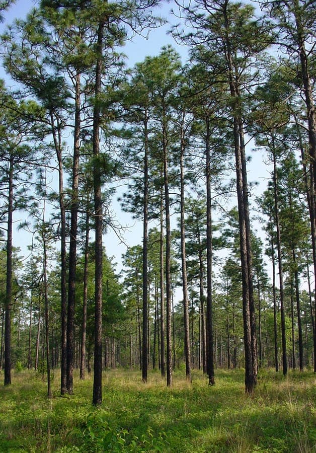 Longleaf pine (Pinus palustris) standing tall in a sunny, sandy field in the southeastern United States