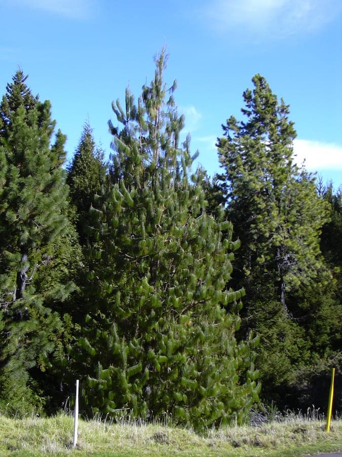 Pinus patula met karakteristieke hangende naalden en grijzige takken