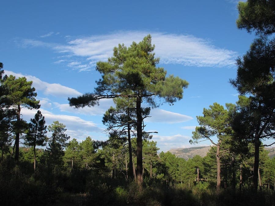 Mature Cluster pine (Pinus pinaster) growing on a sunny, sandy coastal slope with long needles and rugged bark