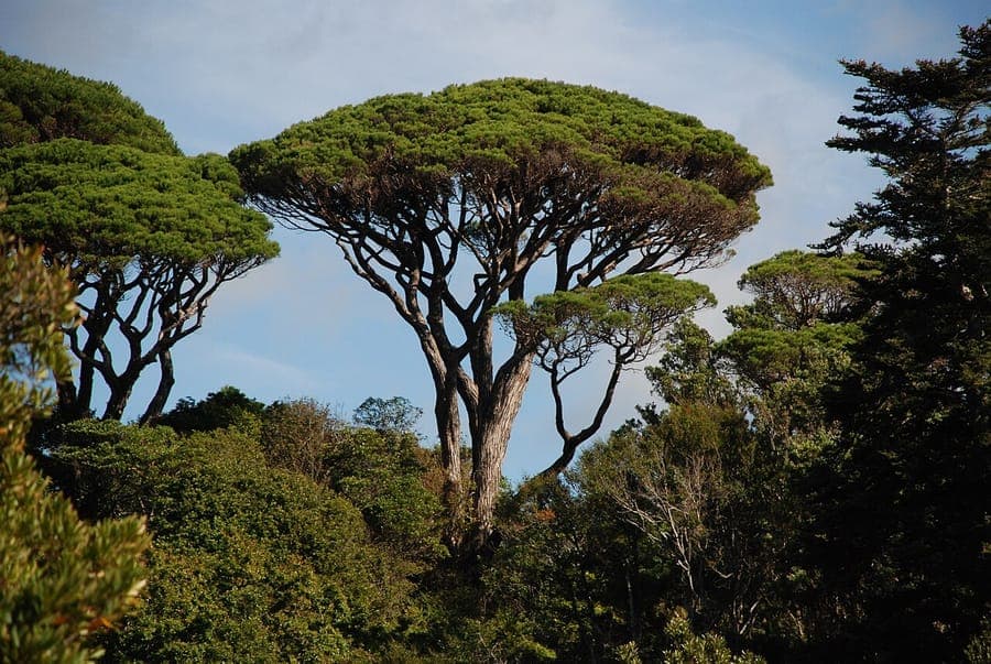 Pin parasol (Pinus pinea) en pleine croissance avec sa couronne en forme de parapluie caractéristique