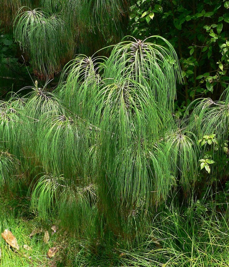 Pinus pseudostrobus displaying long drooping needles and smooth grey bark
