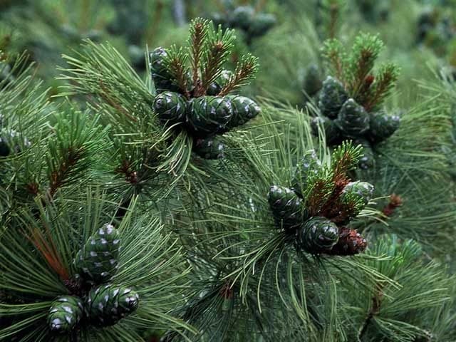 Japanese stone pine spreading naturally over rocks, dense green foliage, low-growing habit
