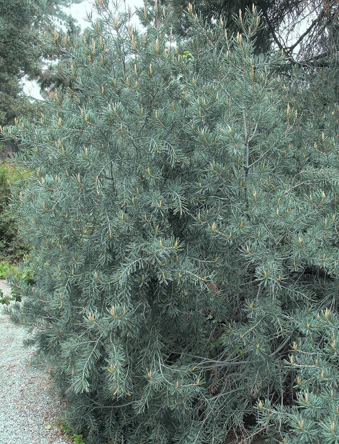 Four-needle pinyon with characteristic green needles