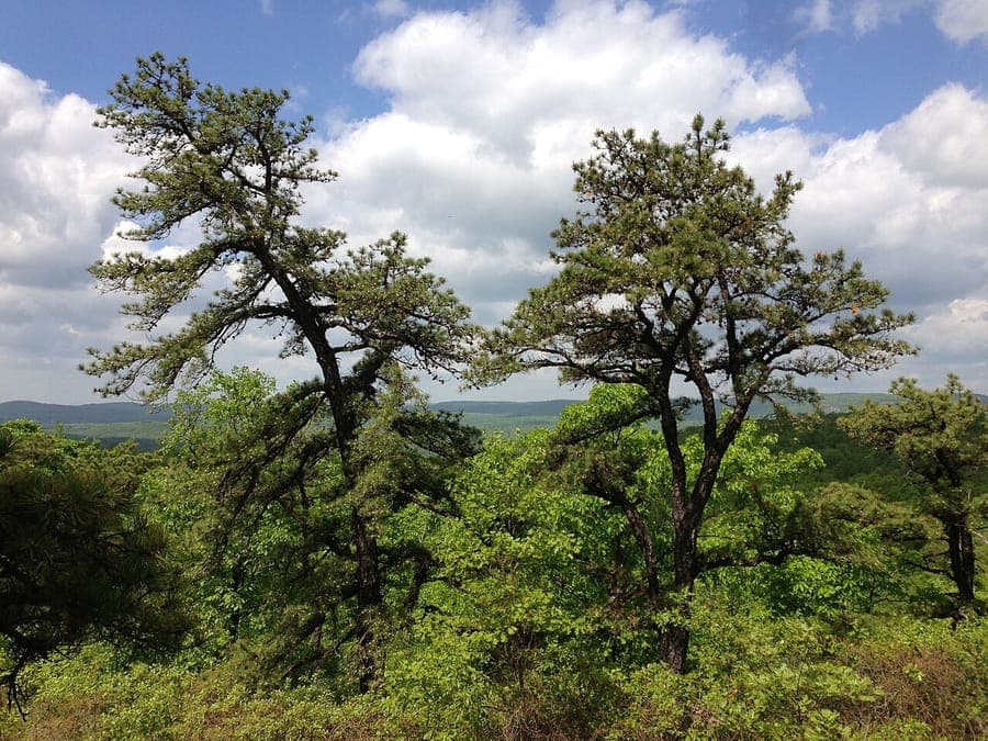 Northern pitch pine (Pinus rigida) in a coastal woodland, showing rugged bark and dense crown.