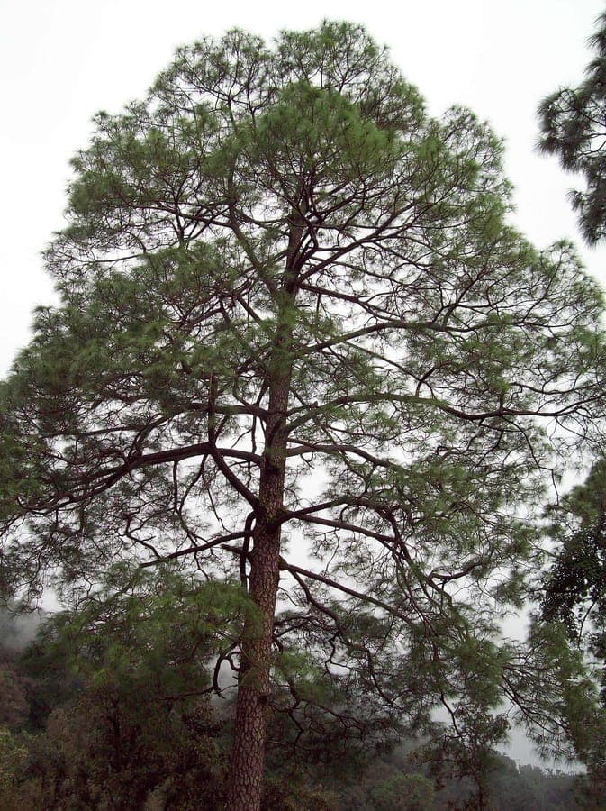 Chir pine with long needles