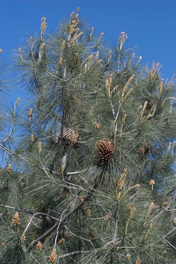 Pinus sabiniana displaying characteristic gray bark and open branch structure