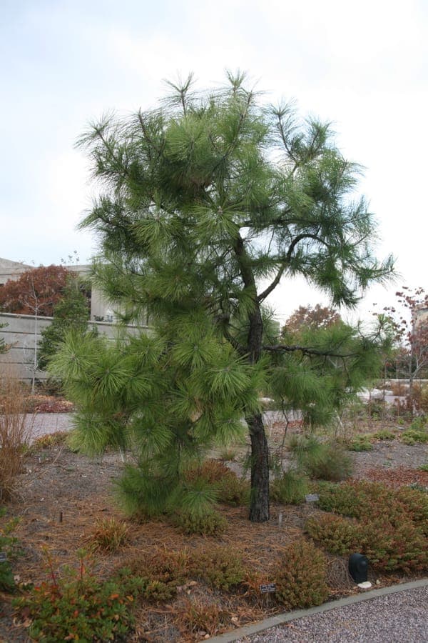 Needle-bearing branch of Pinus serotina marsh pine