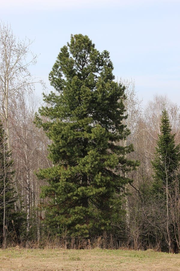 Siberian pine tree with dense needle canopy