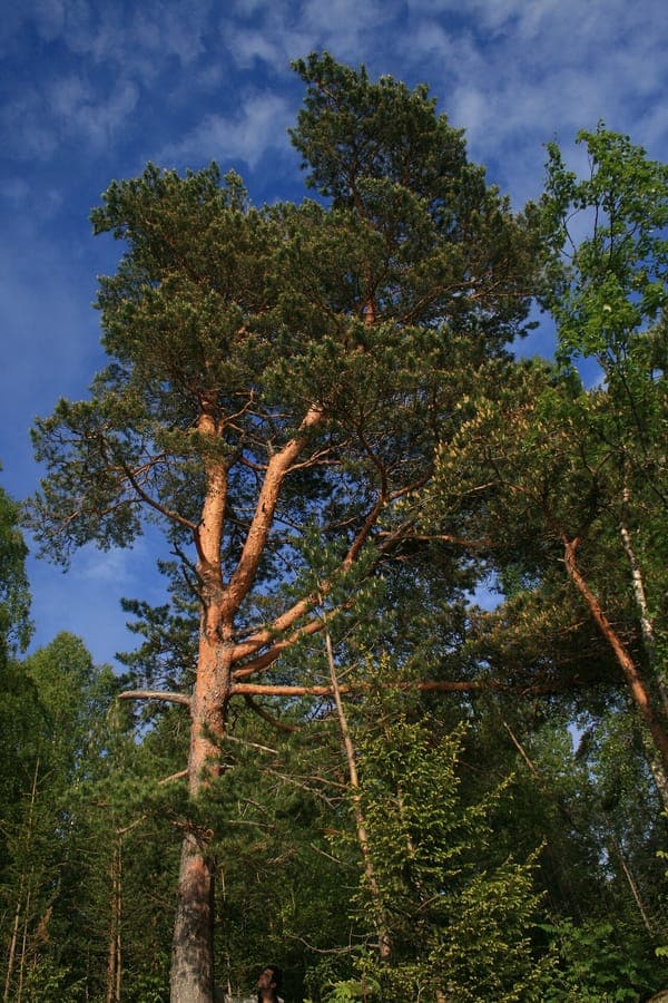 Pin sylvestre adulte avec écorce orangée et aiguilles bleu-vert, en plein soleil dans un jardin ouvert