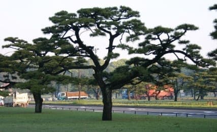 Mature Black pine with twisted trunk and dark green needles, growing in a formal Japanese-inspired garden.