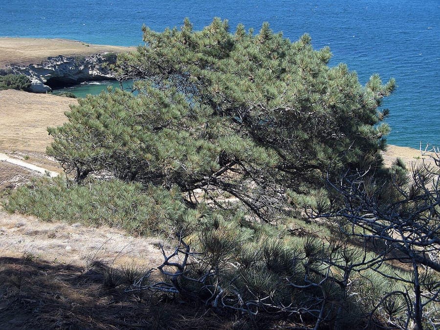 Torrey pine (Pinus torreyana) with characteristic long needles