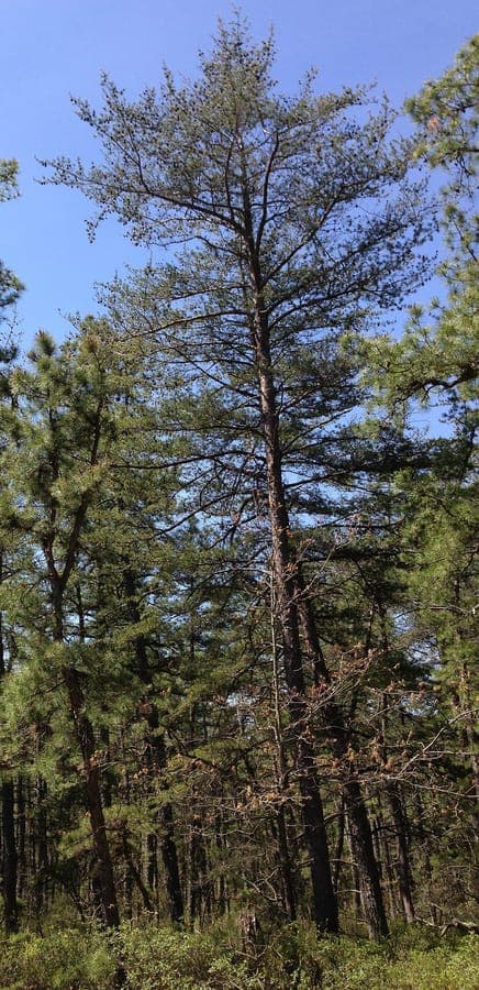 Virginia pine with needles and cones