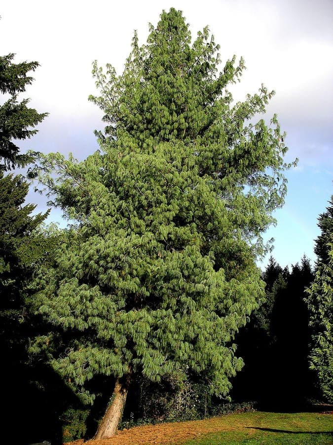 Bhutan pine (Pinus wallichiana) in a garden with drooping branches and soft green needles