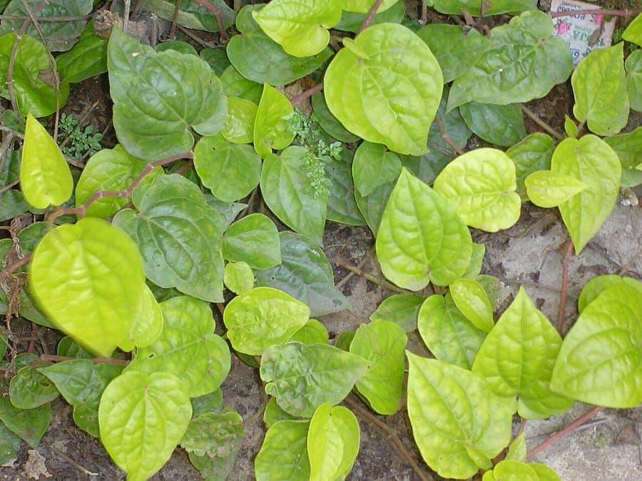 Betel plant with heart-shaped green leaves on climbing stems