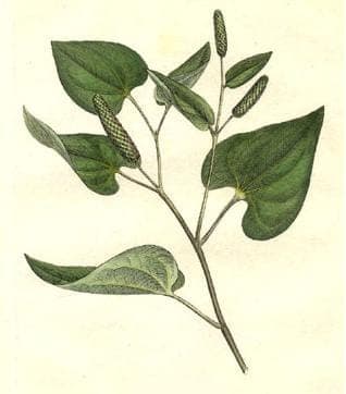 Piper longum plant met vruchten