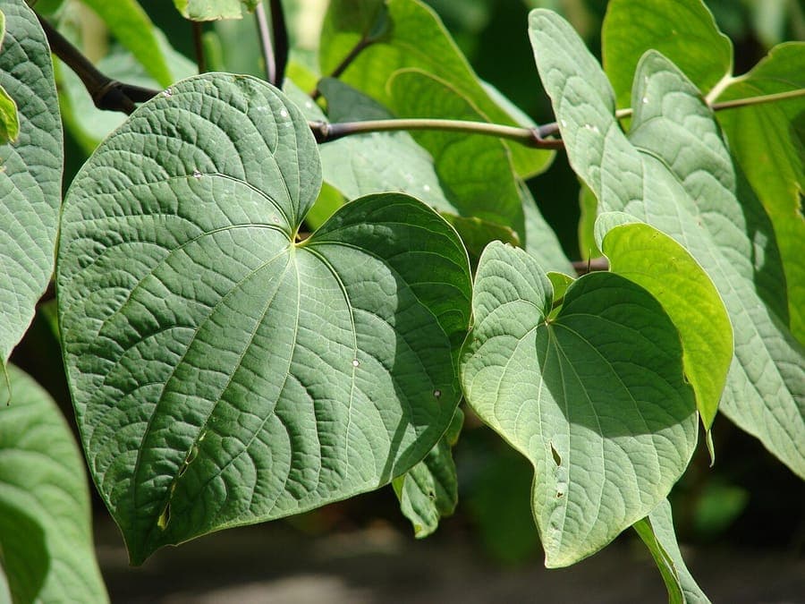 Kava (Piper methysticum) with large heart-shaped leaves in a tropical setting