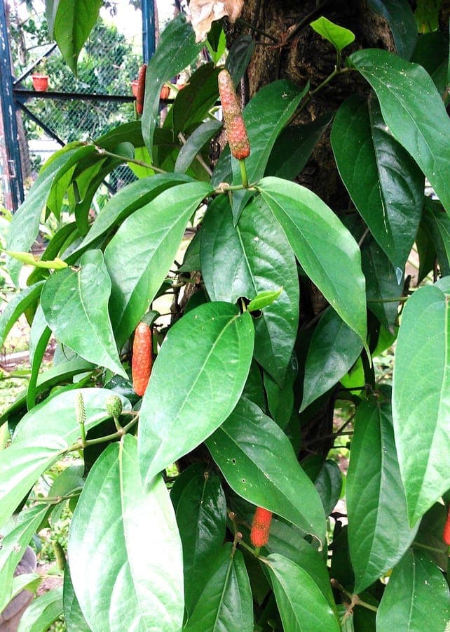 Piper retrofractum long poivre javanais plante fructifere