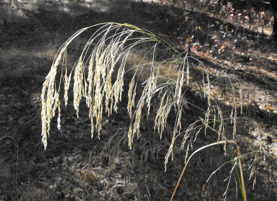 Herbe smilo (Piptatherum miliaceum) affichant des pluies delicates couleur or et des feuillages fins ressemblant a des aiguilles